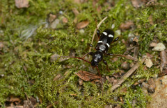 Phymatodes nitidus