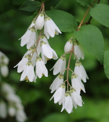 Deutzia