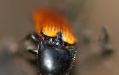 Ampedus nigroflavus