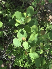 Amelanchier sanguinea