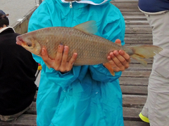 Megaleporinus obtusidens