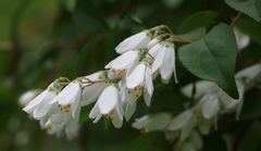 Deutzia