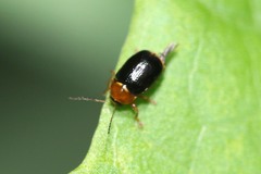 Cryptocephalus pusillus