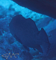 Epinephelidae