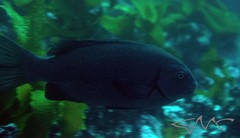Girella elevata