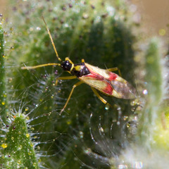 Tupiocoris californicus