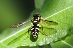 Xanthogramma