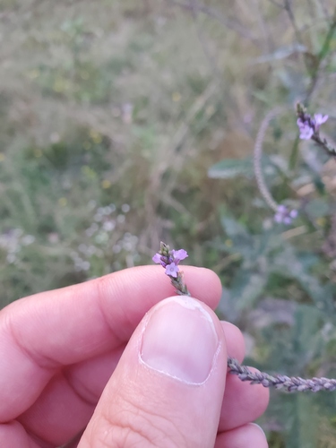 Engelmann's vervain (Verbena ×)