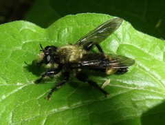 Laphria divisor