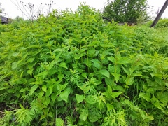 Urtica platyphylla
