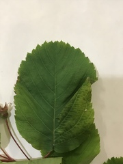 Amelanchier sanguinea