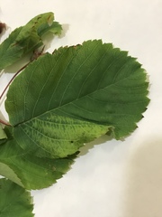 Amelanchier sanguinea