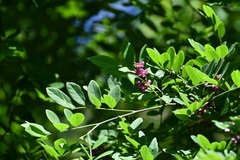 Lonchocarpus sumiderensis