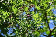 Lonchocarpus sumiderensis