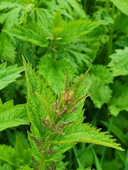 Urtica platyphylla