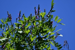 Lonchocarpus sumiderensis