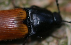 Ampedus nigroflavus