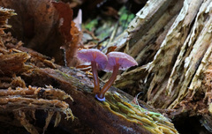 Chromosera