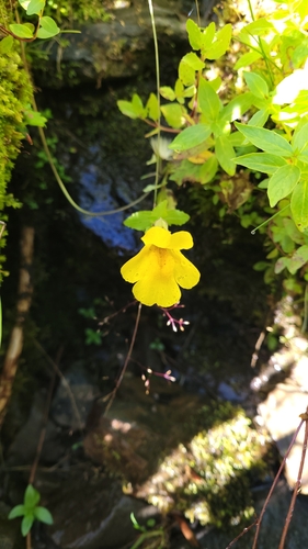 Image of Erythranthe veronicifolia by no rights reserved