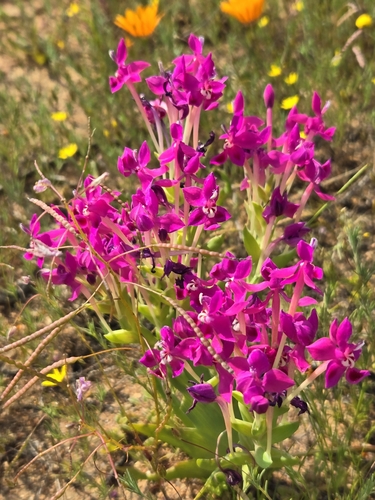 Image of Lapeirousia silenoides by (c) Jo Roberts, some rights reserved (CC BY)