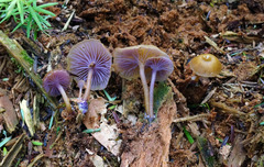 Chromosera