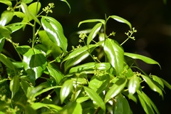 Ocotea heydeana