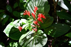 Spigelia splendens