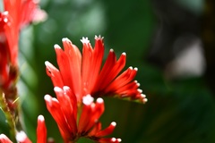 Spigelia splendens