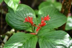 Spigelia splendens