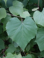 Vitis cinerea cinerea