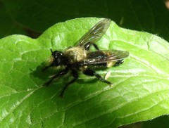 Laphria divisor