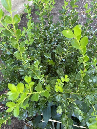 Ilex crenata iNat (3)