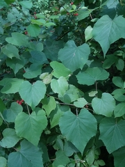 Vitis cinerea cinerea