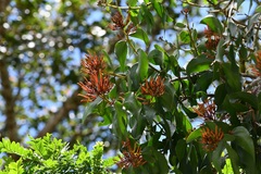 Psittacanthus mayanus