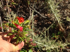 Diplacus parviflorus