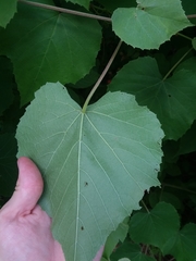 Vitis cinerea cinerea