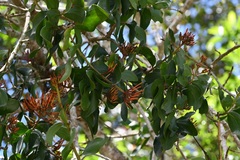 Psittacanthus mayanus