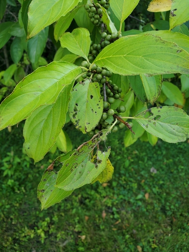Rhamnus utilis iNat (2)