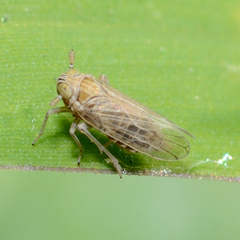 Javesella pellucida