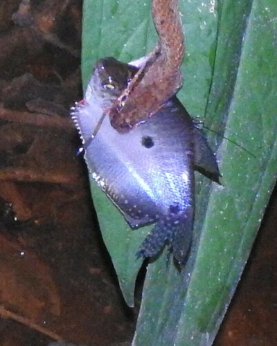 Trichopodus trichopterus