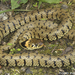 Natrix helvetica - Photo (c) Todd Pierson, μερικά δικαιώματα διατηρούνται (CC BY-NC-SA)