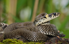 Grass Snake photo 2