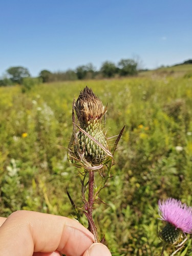Tall Thistle (Cirsium altissimum)
