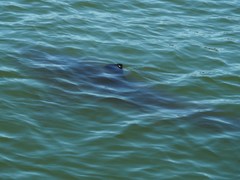 Carcharodon carcharias