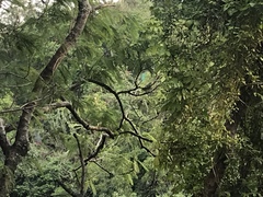 Amazona autumnalis