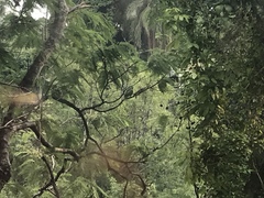 Amazona autumnalis