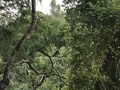 Amazona autumnalis