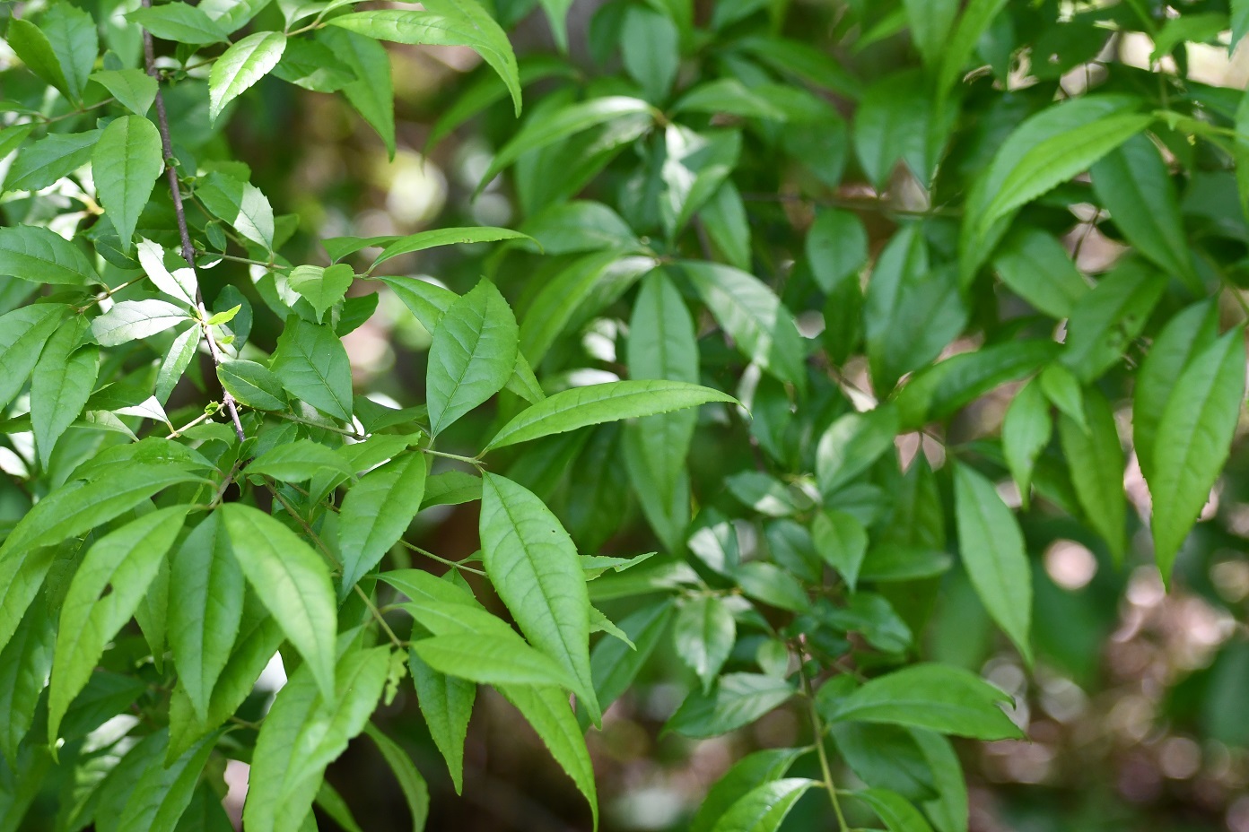 Chionanthus ligustrinus