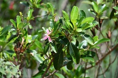 Hauya elegans cornuta