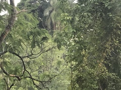 Amazona autumnalis